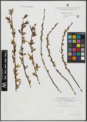 Foto von Salix alba L.